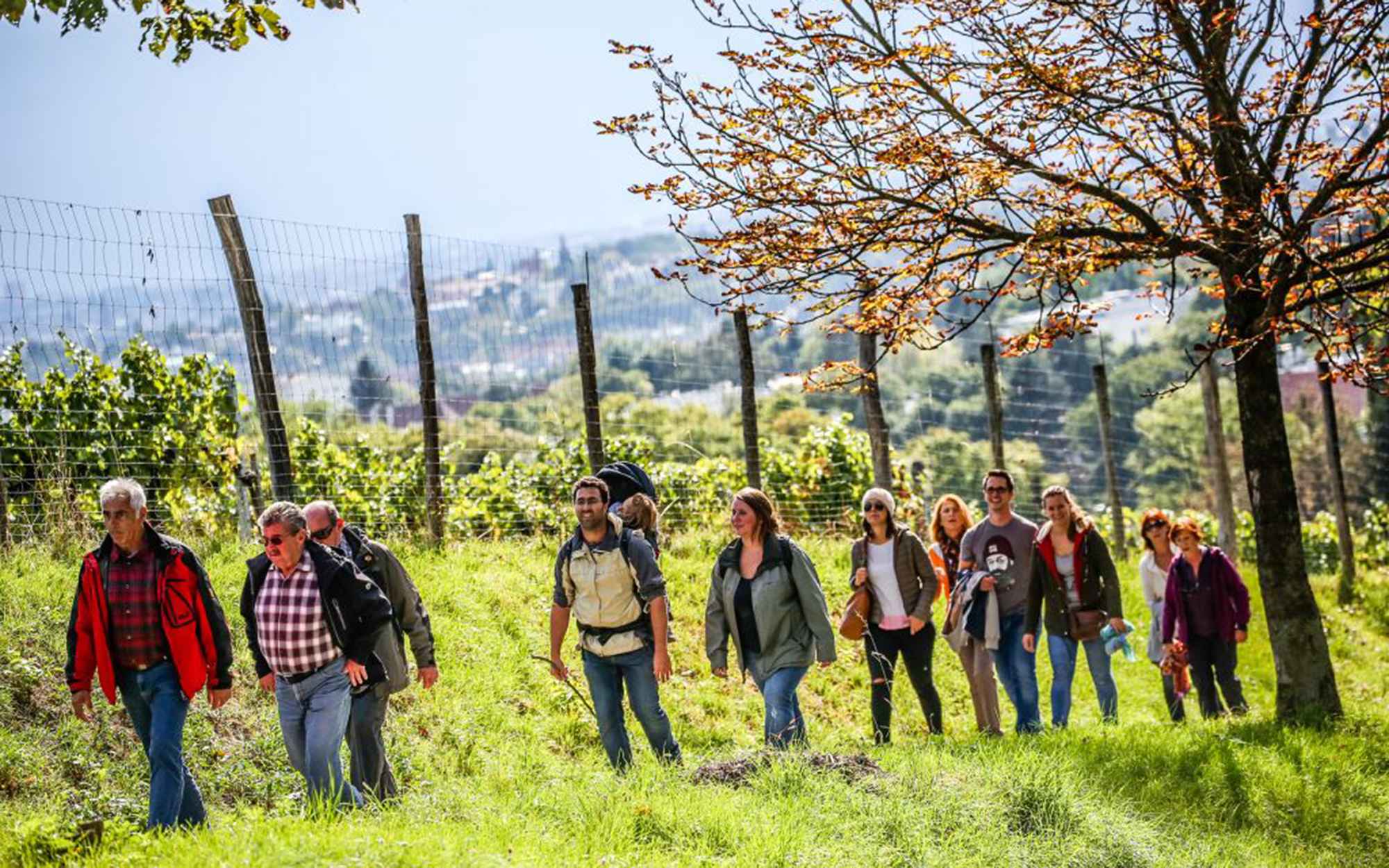 Menschen beim Wandern vor Weinstöcken