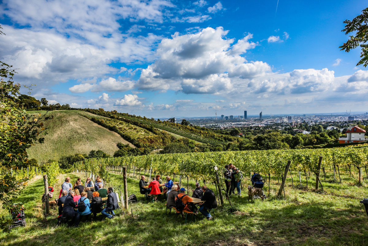 Blick über Wien mit Weinstöcken im Vordergrund