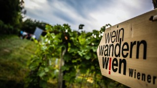 Weinrebe und Wegschild mit der Beschriftung "Wein Wandern Wien"
