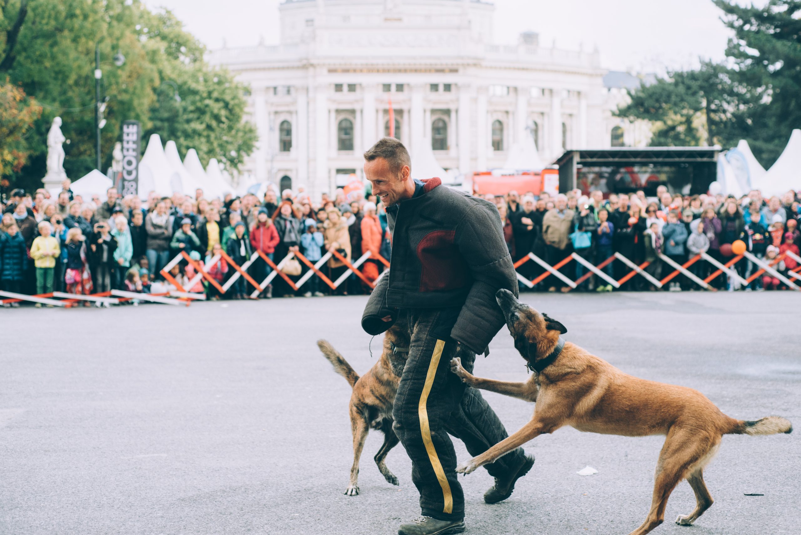 Darstellung von Polizeihunden beim Sicherheitsfest vor einer Menschenmenge. Ein Mann in einem Schutzanzug wird von zwei Hunden in den Arm gebissen.